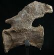 Diplodocus Caudal Vertebra - Dana Quarry #10151-2